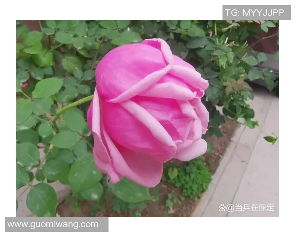 玫瑰新蕾绽放璀璨光彩展现生命的美丽与希望